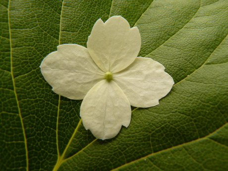 Hortensia