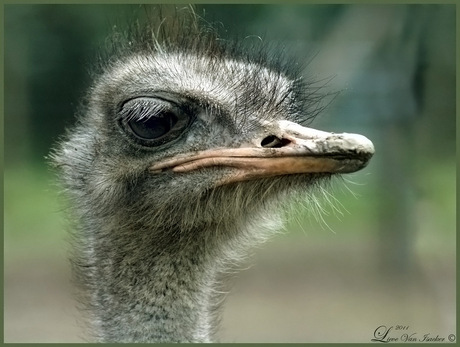Jonge struisvogel