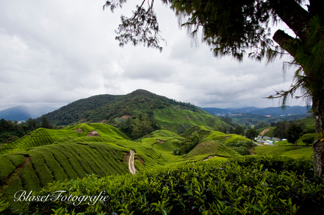 Theeplantages Maleisie, Cameron Highlands