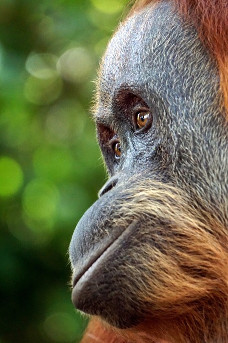 Orang-oetan in regenwoud van Sumatra