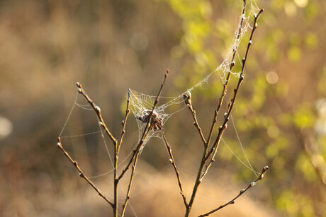 spinnenweb in ochtenddauw