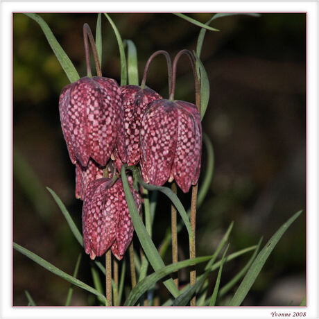 kievietsbloemetjes