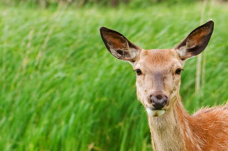 Hert aan de Oostvaardersplassen