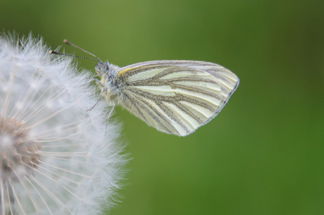 Geaderd witje op uitgebloeide paardebloem