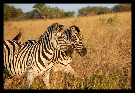 Zebra's in Zuid-Afrika