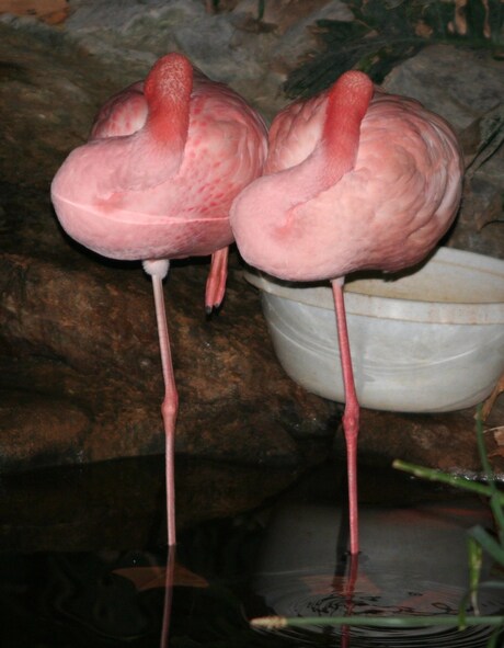 Flamingo's in rust...