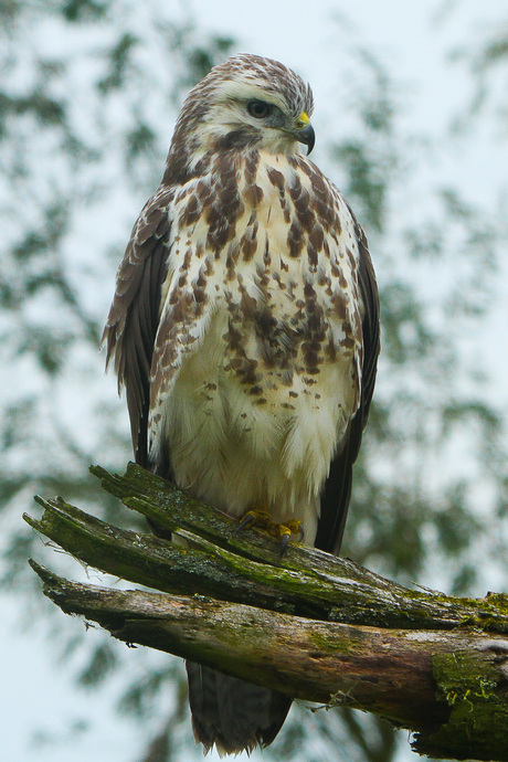 buizerd (aangepaste versie