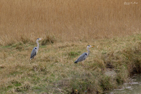 Reigers rustig aan het vissen bij de Kaloot