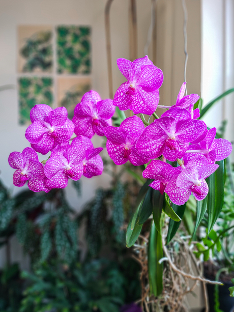 Vanda orchidee
