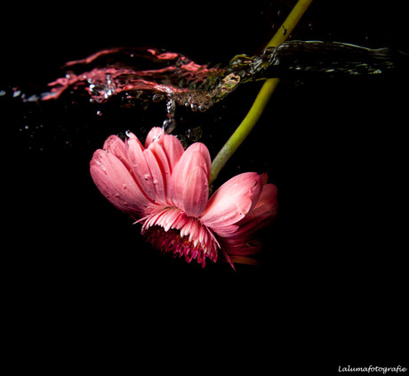 waterbloem roze1