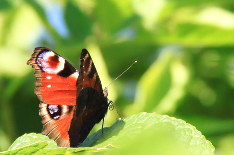 Vlinder op blad