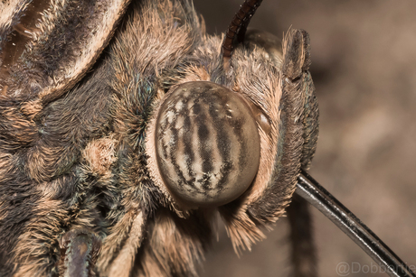 Doorhetoogvandevlinder