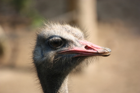 avifauna