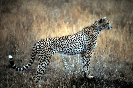 264 Serengeti.jpg