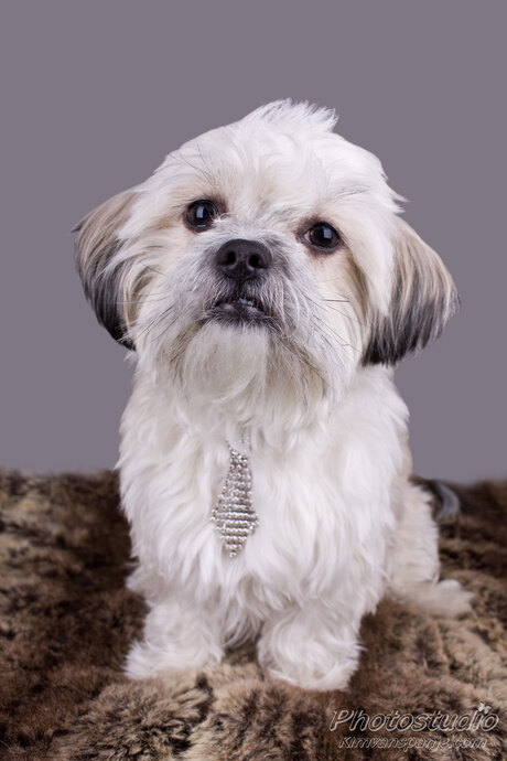 Benji de ChihuahuaxShih Tzu