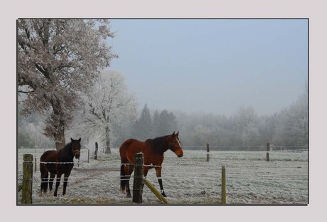 Horses