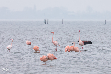 Flamingo's in de Grevelingen