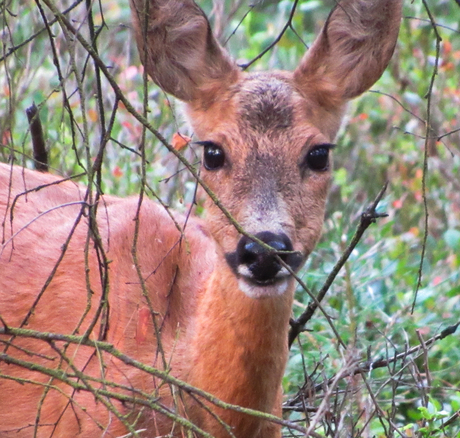 Wild spotten!