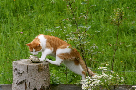 nieuwsgierige poes