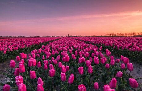 Tulip fields of Oude Tonge