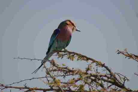 Lilac breast roller