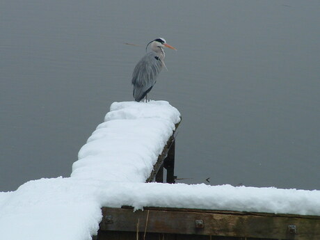 Reiger in de sneeuw