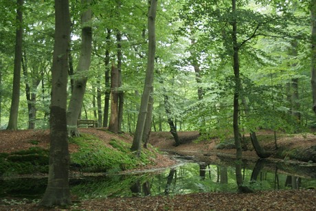 Bos bij Hilvarenbeek