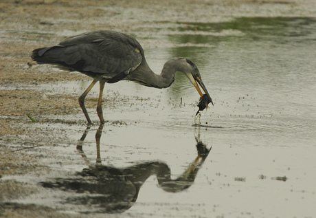 reiger met mol