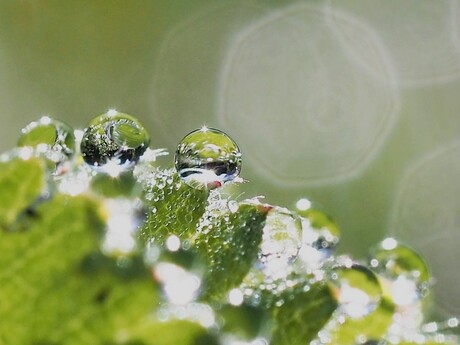 in eigen tuin