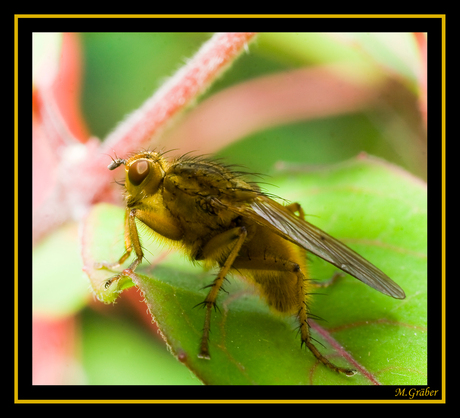 strontvliegen (Scathophaga stercoraria)