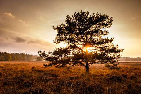 Herfstkleuren op de heide