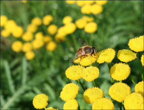 Bloemetje en Beitje