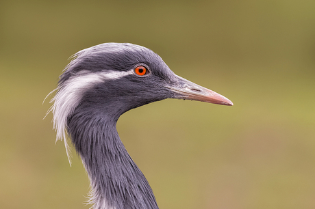 Jufferkraanvogel