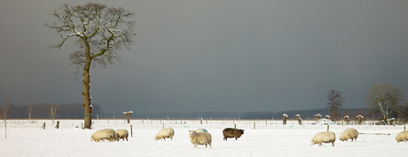 sneeuwpanorama