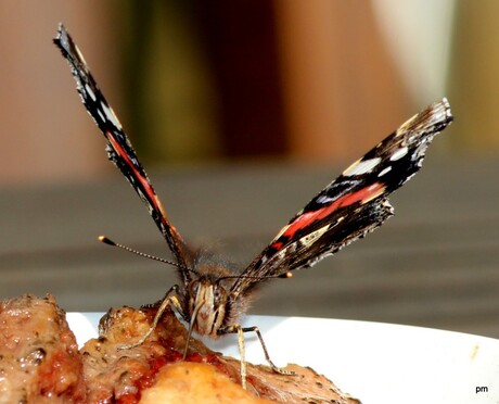 vlinder op rottend fruit