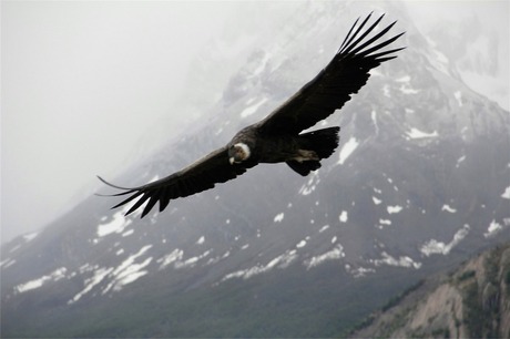 Condor in Torres del Paine
