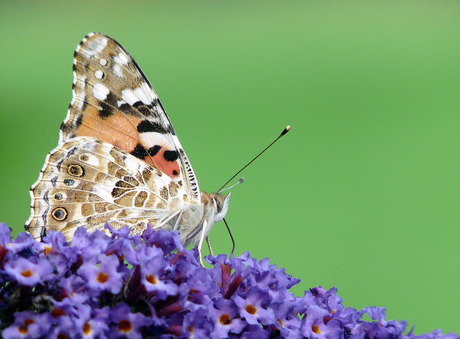 Vlindertje