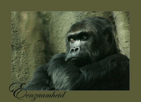eenzame gorilla in dierentuin