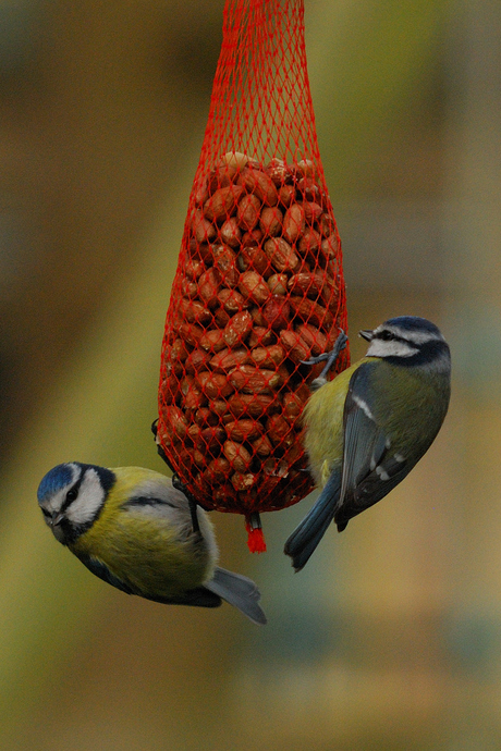 Vogeltje