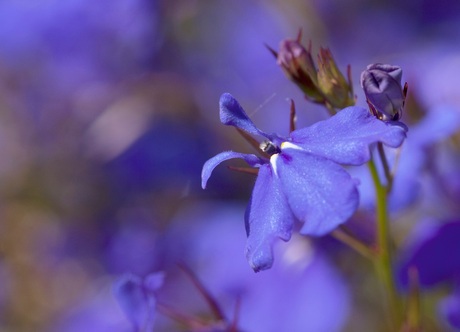 Jonge bloem