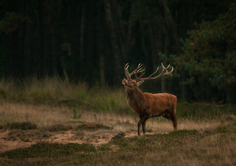 Edelhert, bronst