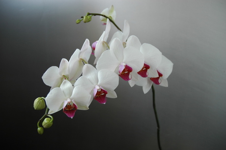 Orchidee