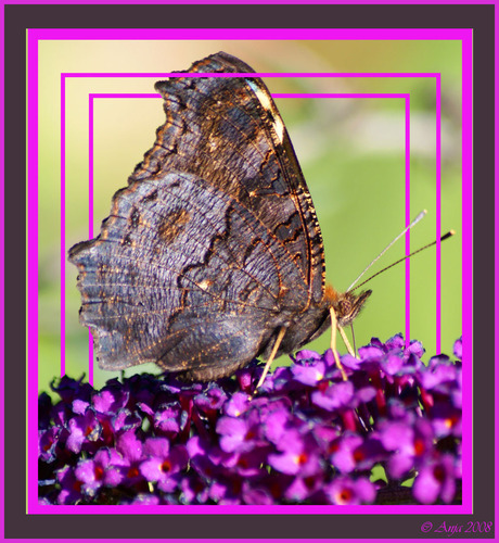 Vlinder purple