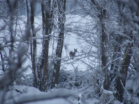 ree in de sneeuw