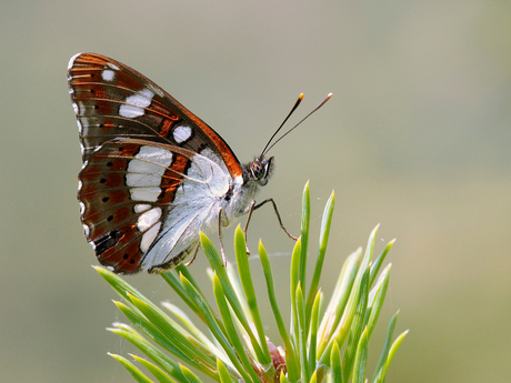 Blauwe ijsvogelvlinder (Limenitis reducta)