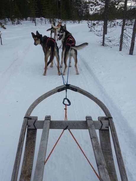 huskysafari in Lapland