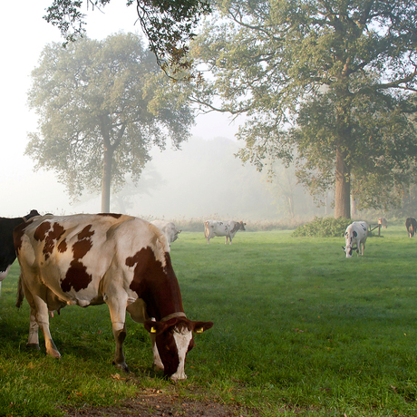 Het goeie-koeienleven in Brabant