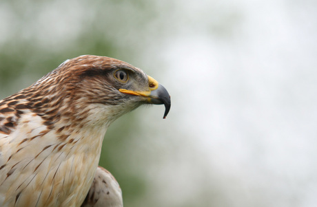 Konings Buizerd