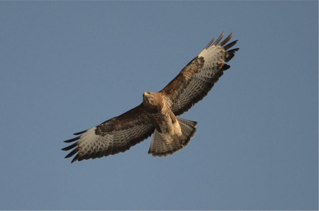 Buizerd