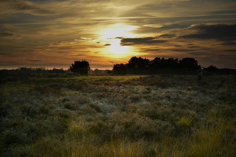 Bos heide bij Soerendonk